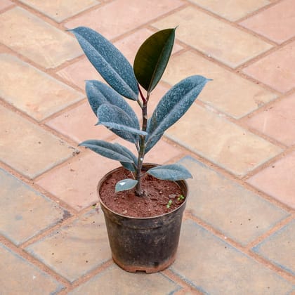 Buy Rubber Black in 5 Inch Nursery Pot Online | Urvann.com