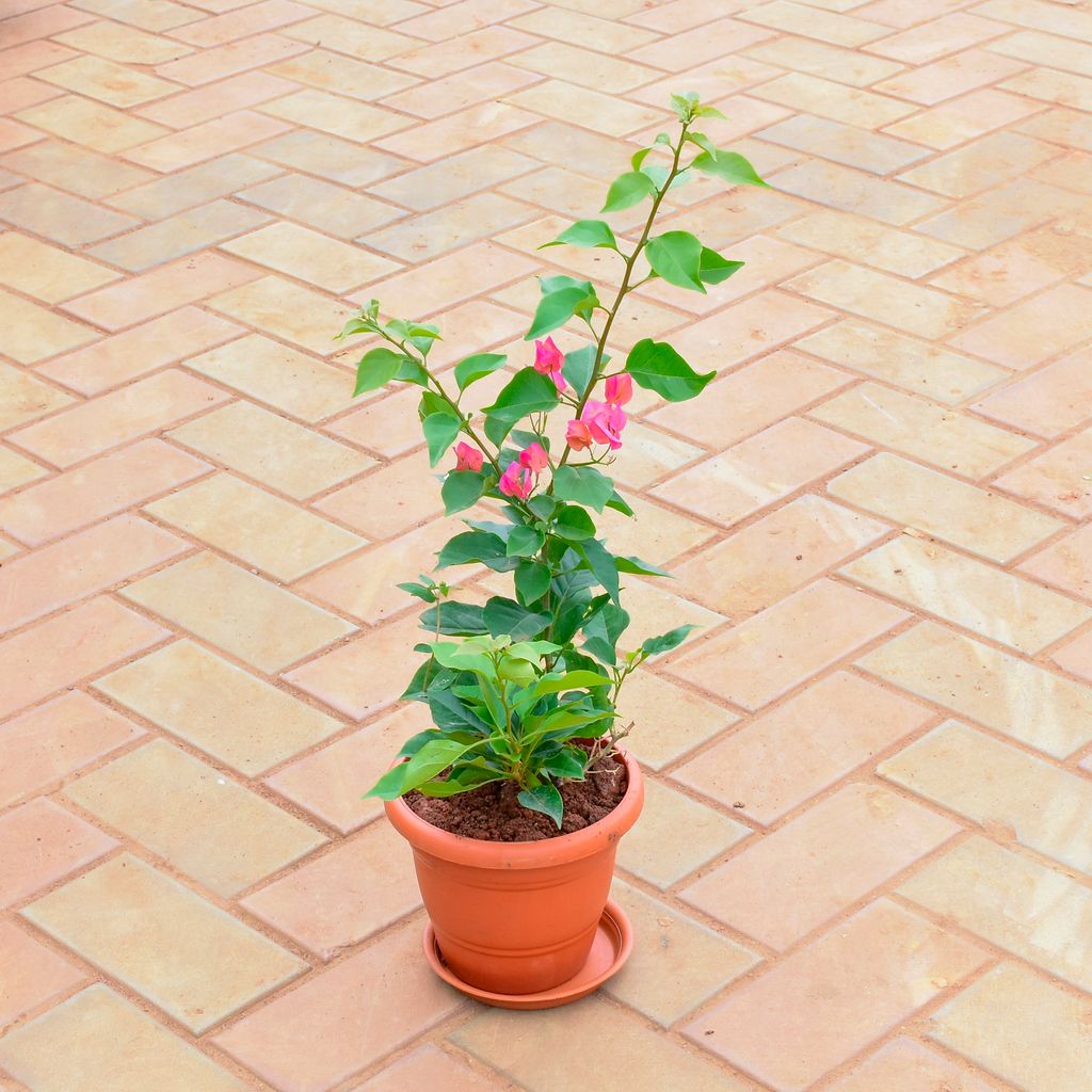 Bougainvillea (any colour) in 7 Inch Classy Red Plastic Pot with Tray