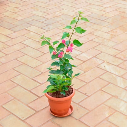 Buy Madhu Malti / Rangoon Creeper (any colour) in 7 Inch Classy Red Plastic Pot with Tray Online | Urvann.com