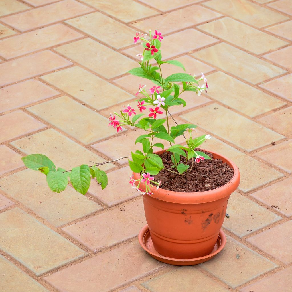 Madhu Malti / Rangoon Creeper Pink & White in 7 Inch Classy Red Plastic Pot with Tray