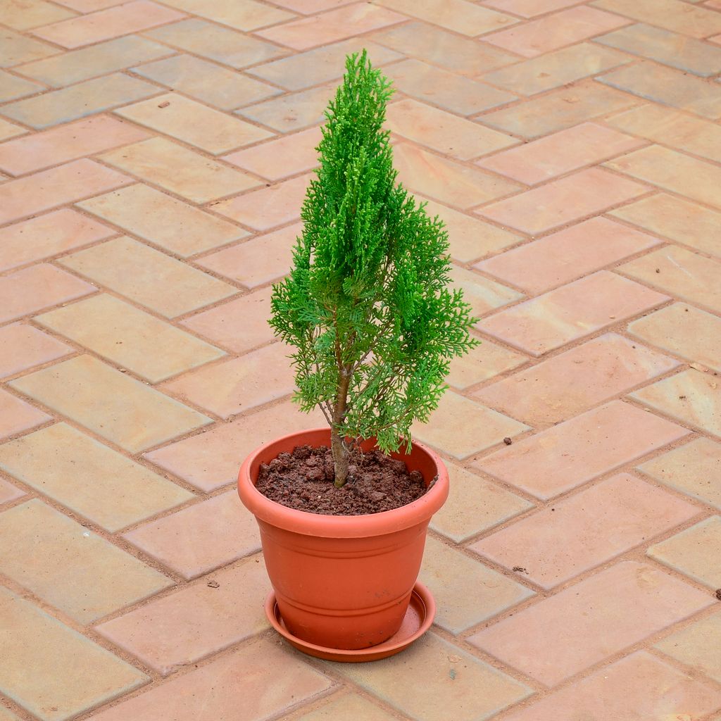 Morphakhi in 7 Inch Classy Red Plastic Pot with Tray