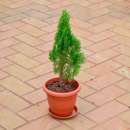 Buy Morphakhi in 7 Inch Classy Red Plastic Pot with Tray Online | Urvann.com