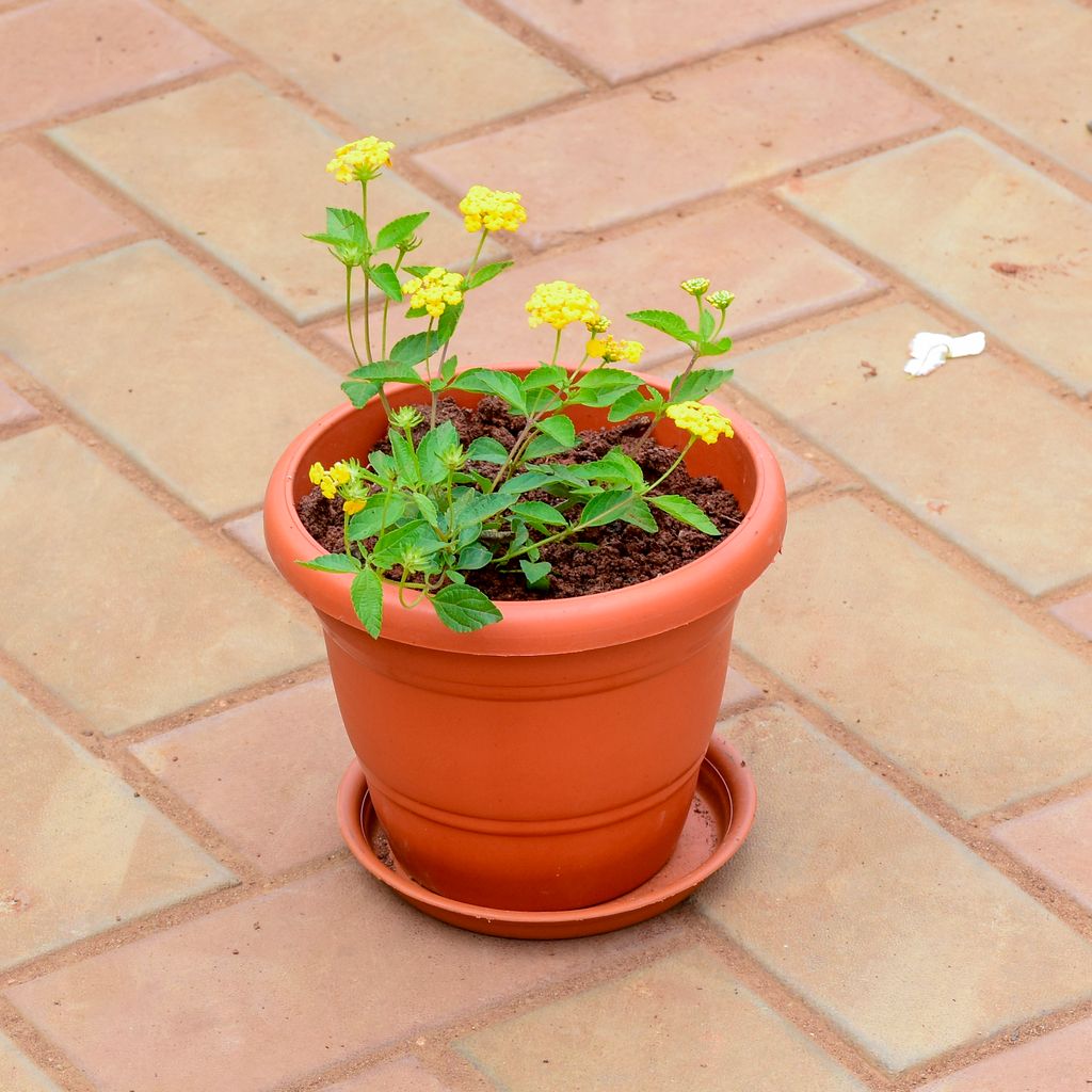 Lantana Yellow in 7 Inch Classy Red Plastic Pot with Tray