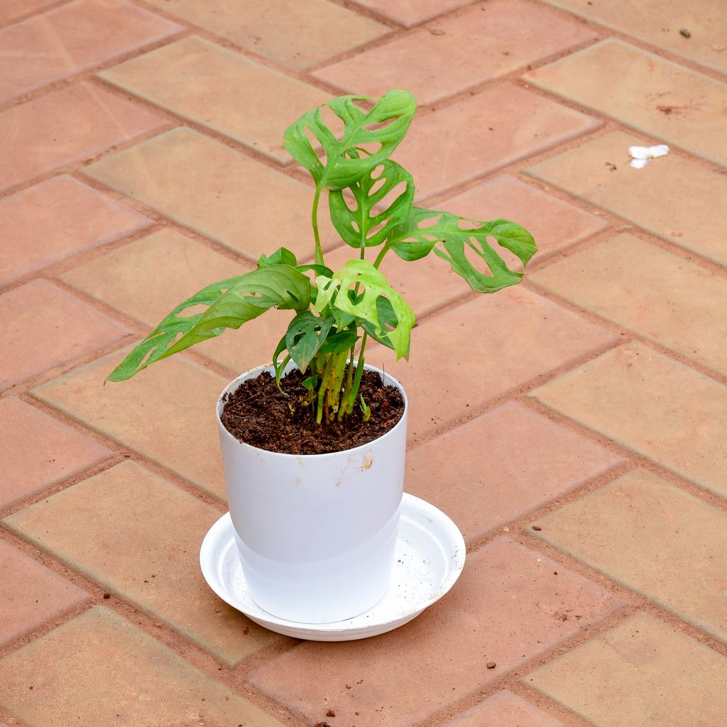 Monstera Broken Heart in 5 Inch White Premium Sphere Plastic Pot with Tray