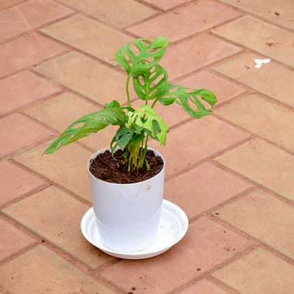 Buy Monstera Broken Heart in 5 Inch White Premium Sphere Plastic Pot with Tray Online | Urvann.com