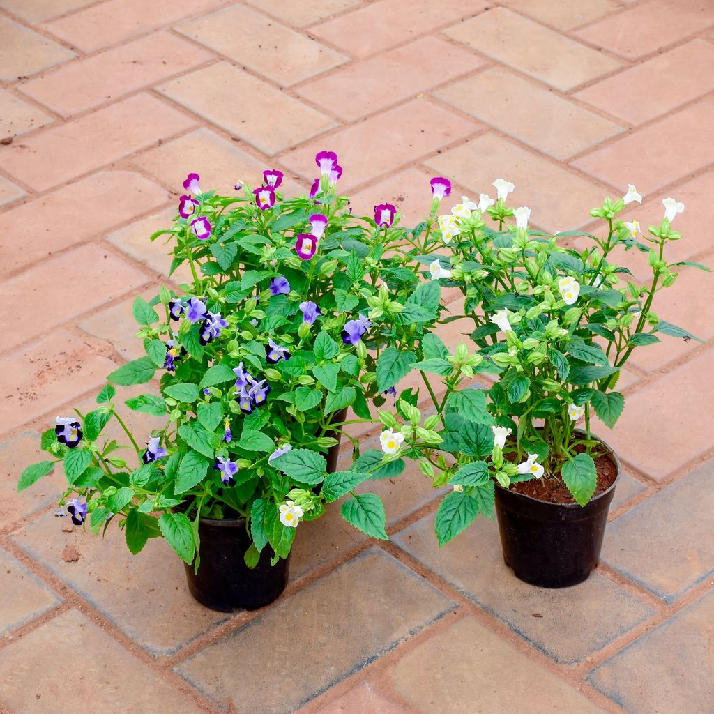 Set of 3 - Wishbone / Torenia (Blue, Pink & White) in 4 Inch Nursery Pot