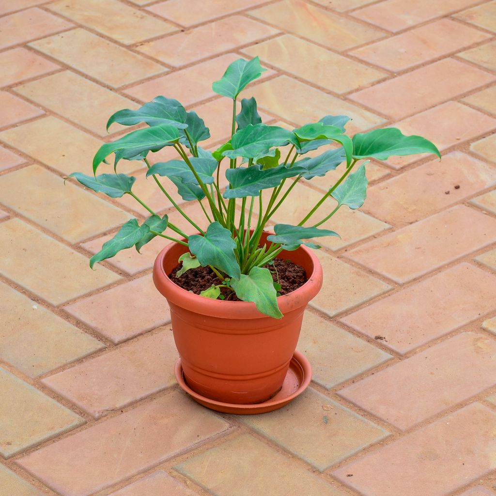 Xanadu Green in 7 Inch Classy Red Plastic Pot with Tray