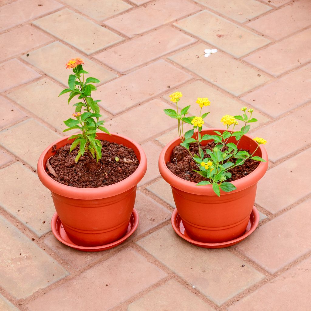 Set of 2 - Lantana (Yellow & Orange) in 7 Inch Classy Red Plastic Pot with Tray