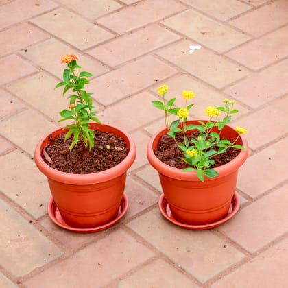 Buy Set of 2 - Lantana (Yellow & Orange) in 7 Inch Classy Red Plastic Pot with Tray Online | Urvann.com