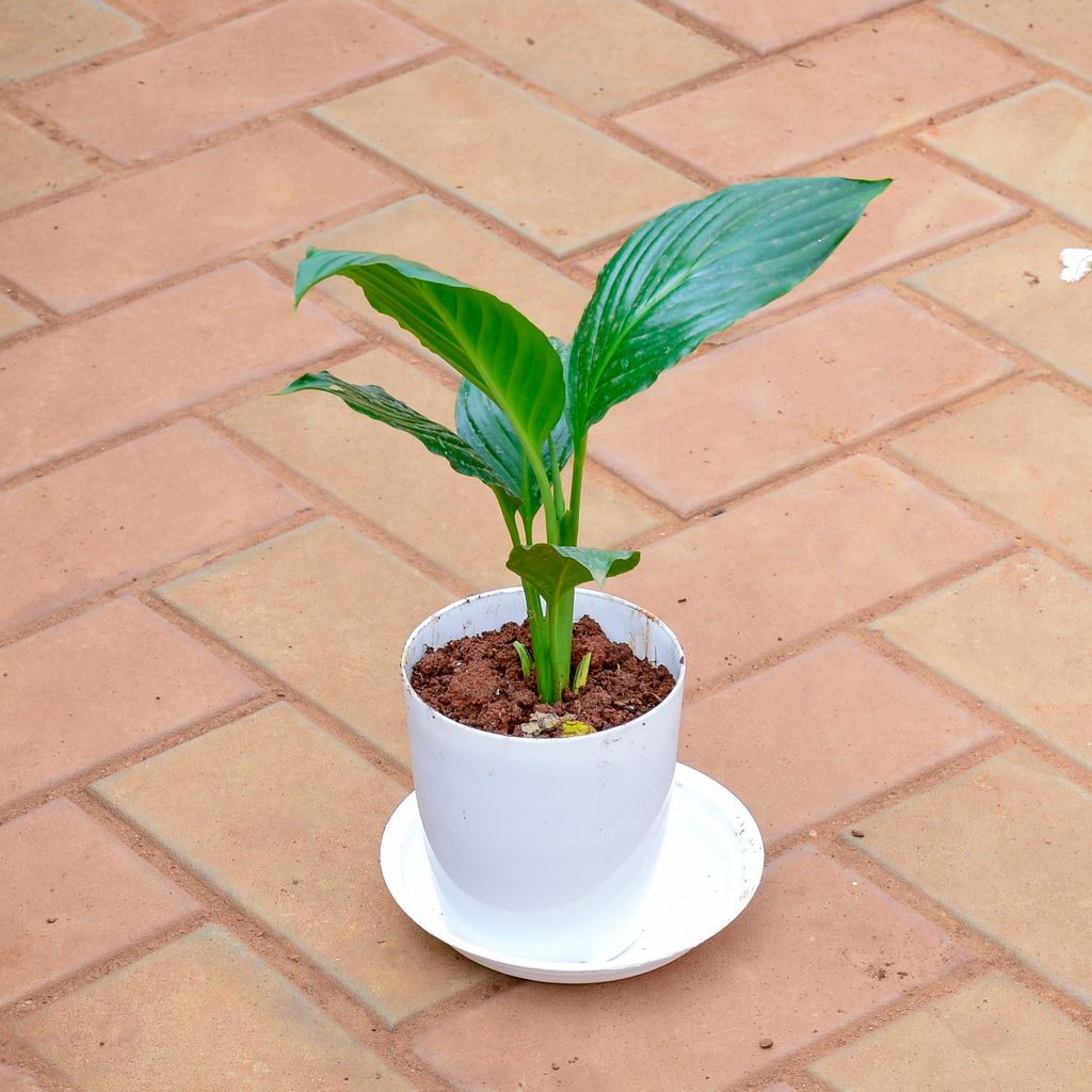 Peace Lily in 5 Inch White Premium Sphere Plastic Pot with Tray - Best Air Purifying Indoor Plant