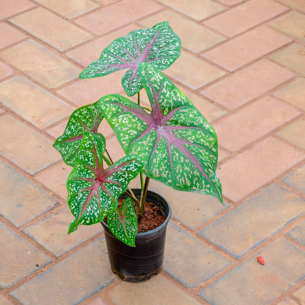 Caladium Green Tip in 5 Inch Nursery Pot