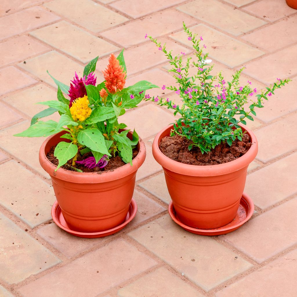 Set of 2 - Celosia Multicolour & Cuphea in 7 Inch Classy Red Plastic Pot with Tray