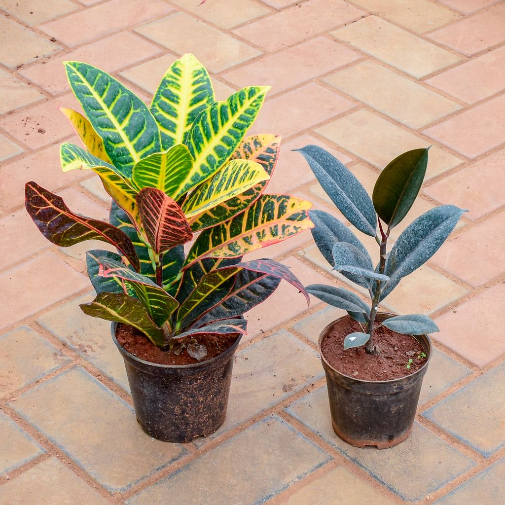 Set of 2 - Croton Petra & Rubber Black in 5 Inch Nursery Pot