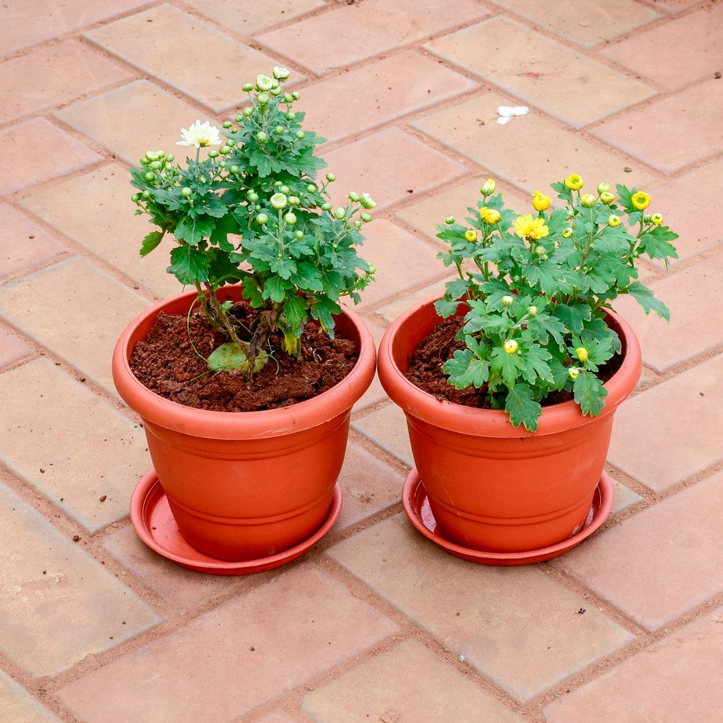 Set of 2 - Chrysanthemum (White & Yellow) in 7 Inch Classy Red Plastic Pot with Tray