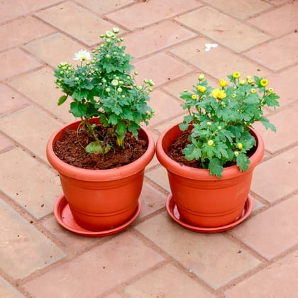 Buy Set of 2 - Chrysanthemum (White & Yellow) in 7 Inch Classy Red Plastic Pot with Tray Online | Urvann.com