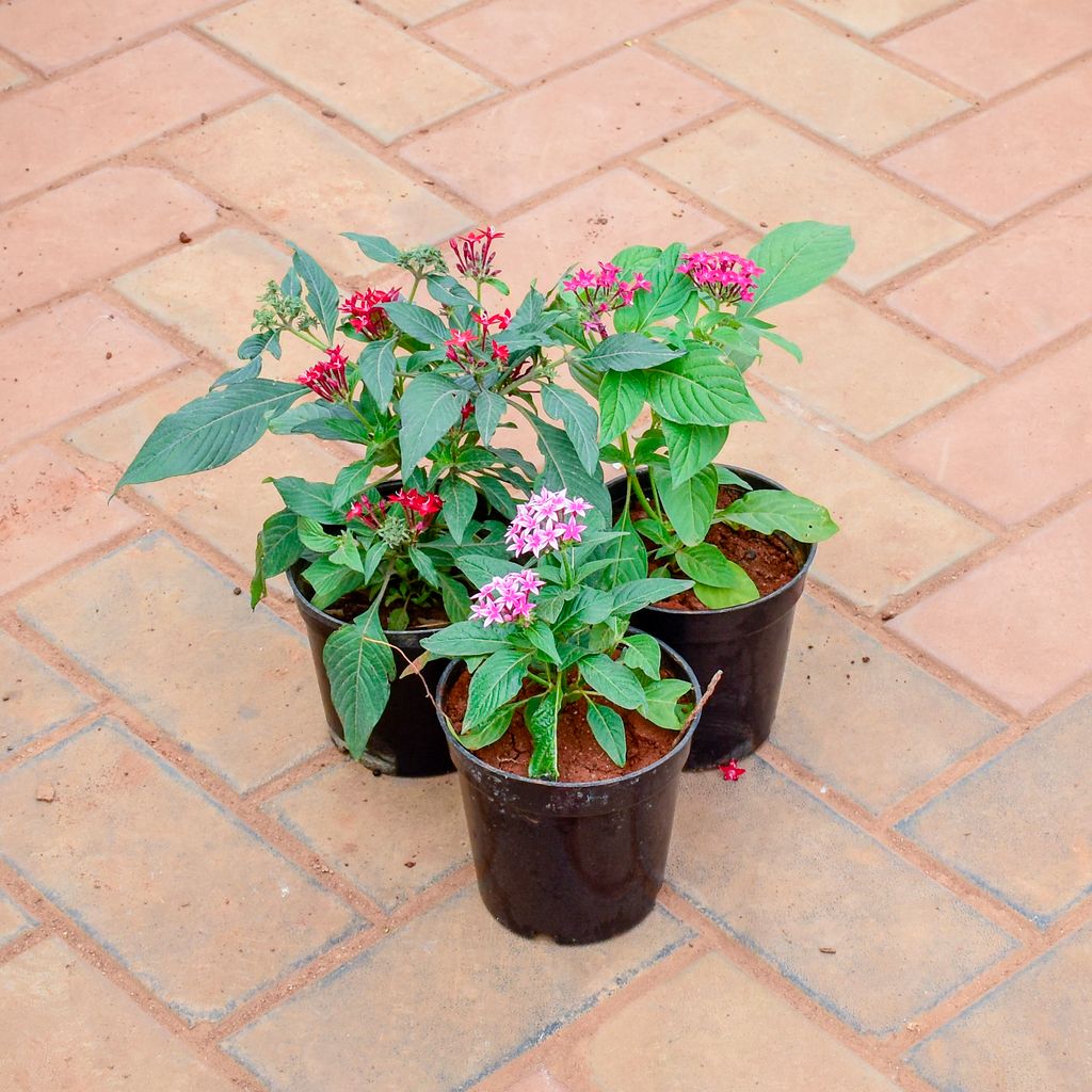 Set of 3 - Pentas (Purple, Red & Pink) in 5 Inch Nursery Pot