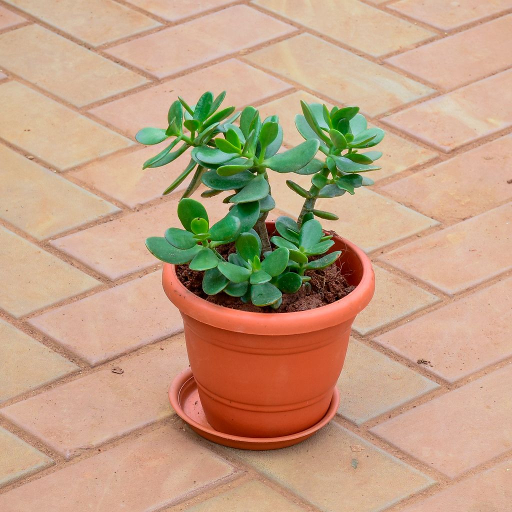 Crassula in 7 Inch Classy Red Plastic Pot with Tray