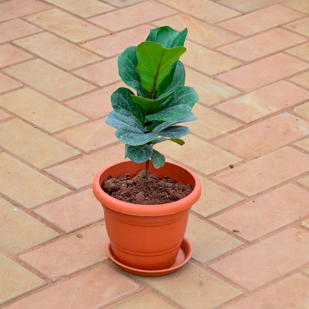 Fiddle Leaf Fig / Ficus Lyrata in 7 Inch Classy Red Plastic Pot with Tray