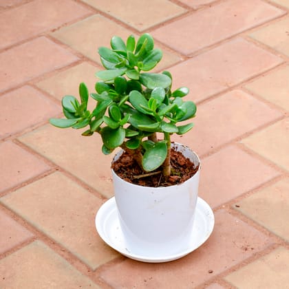 Buy Crasulla in 5 Inch White Premium Sphere Plastic Pot with Tray Online | Urvann.com