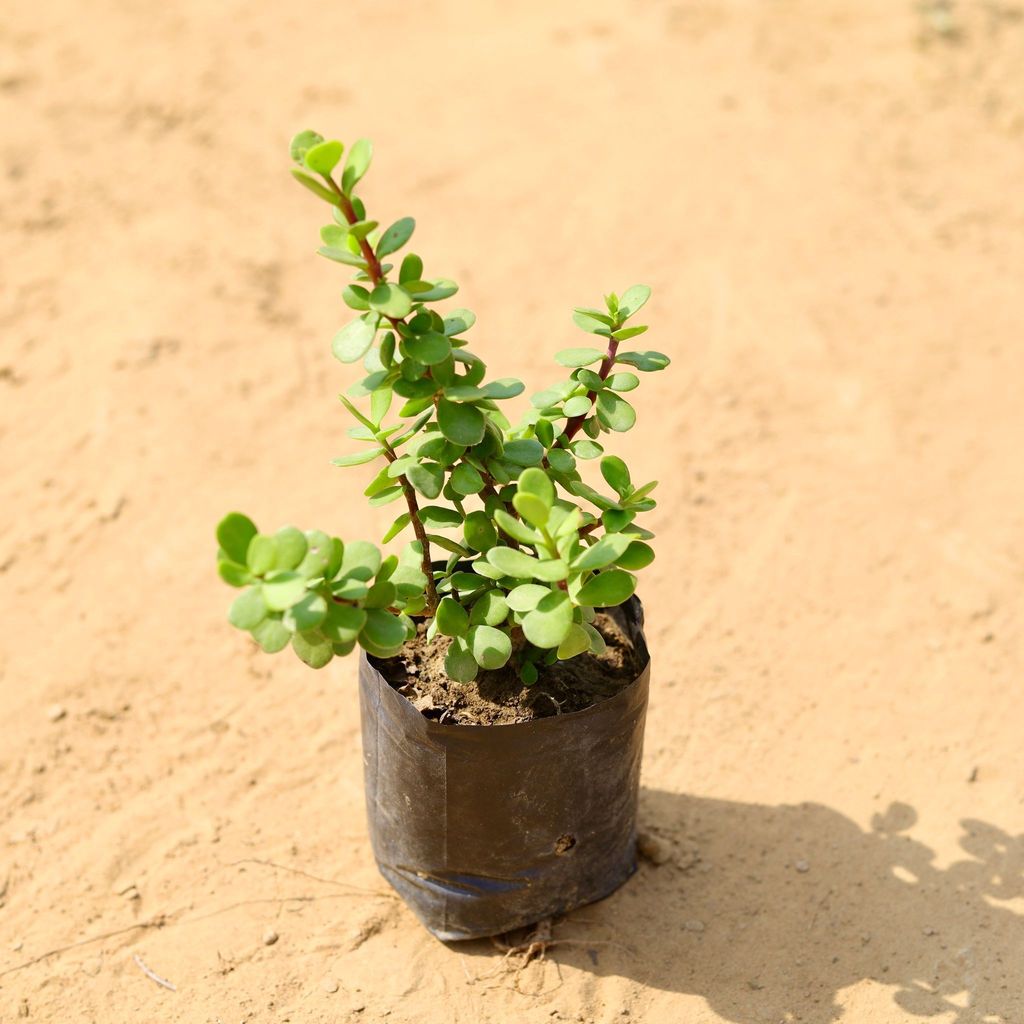 Jade in 5 Inch Nursery Bag