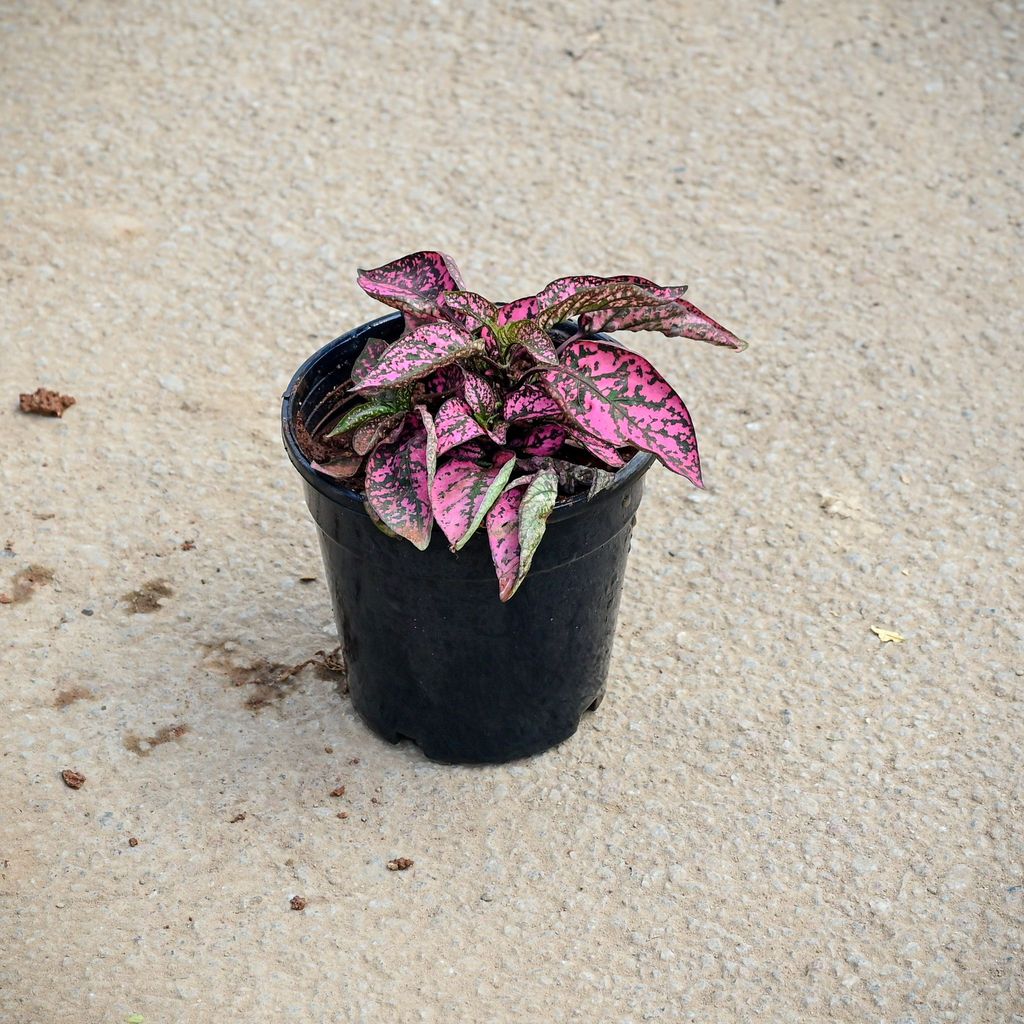 Hypoestes / Polka Dot Red in 6 Inch Nursery Pot