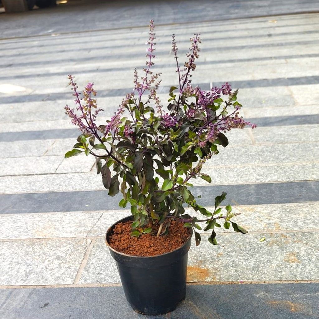 Shyama Tulsi in 6 Inch Nursery Pot