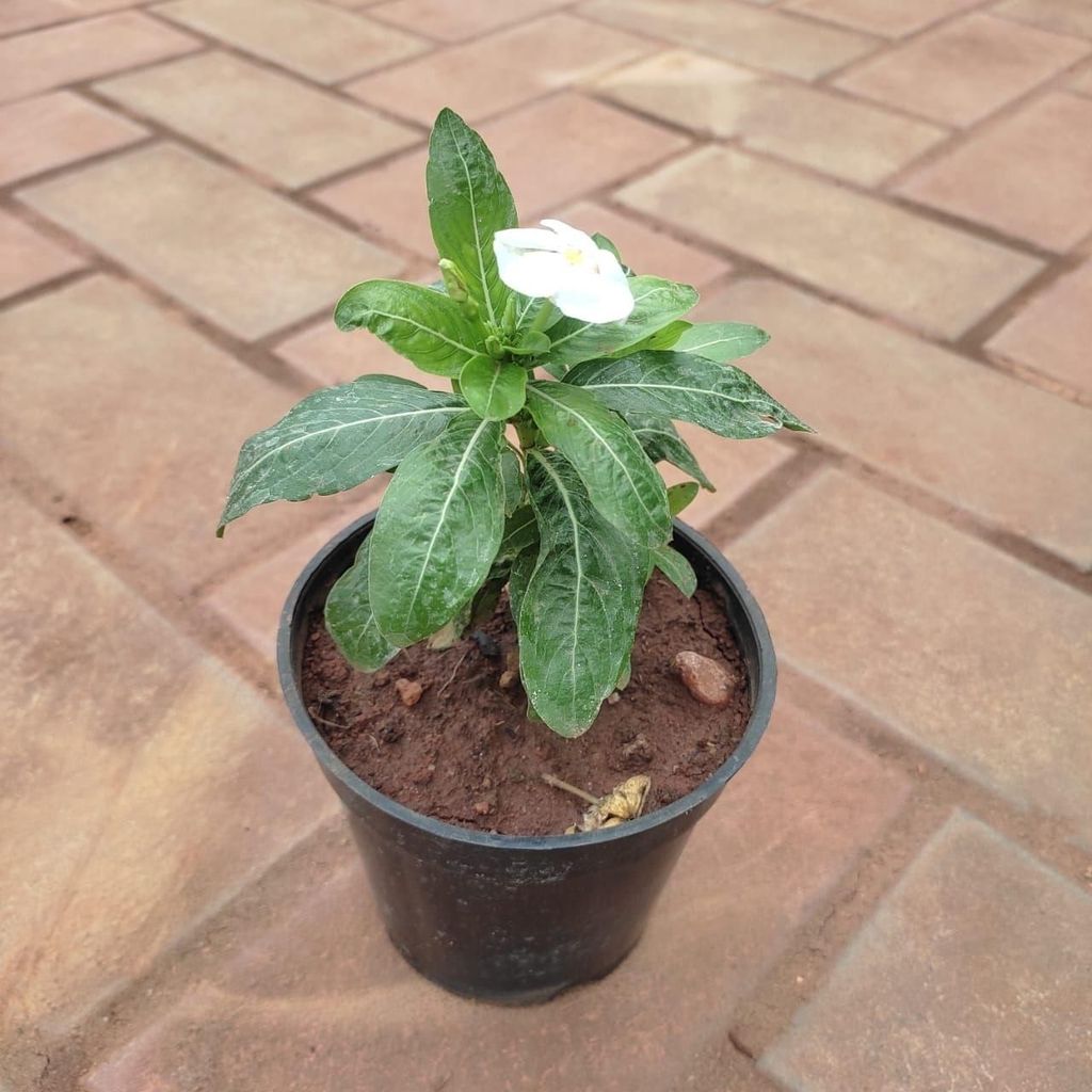 Sadabahar / Periwinkle / Vinca White in 6 Inch Nursery Pot