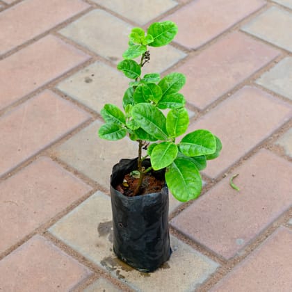 Buy Allamanda Yellow in 6 Inch Nursery Bag Online | Urvann.com