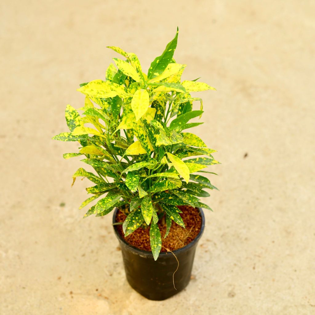 Baby Croton in 6 Inch Nursery Pot