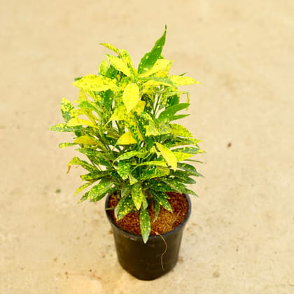 Buy Baby Croton in 6 Inch Nursery Pot Online | Urvann.com