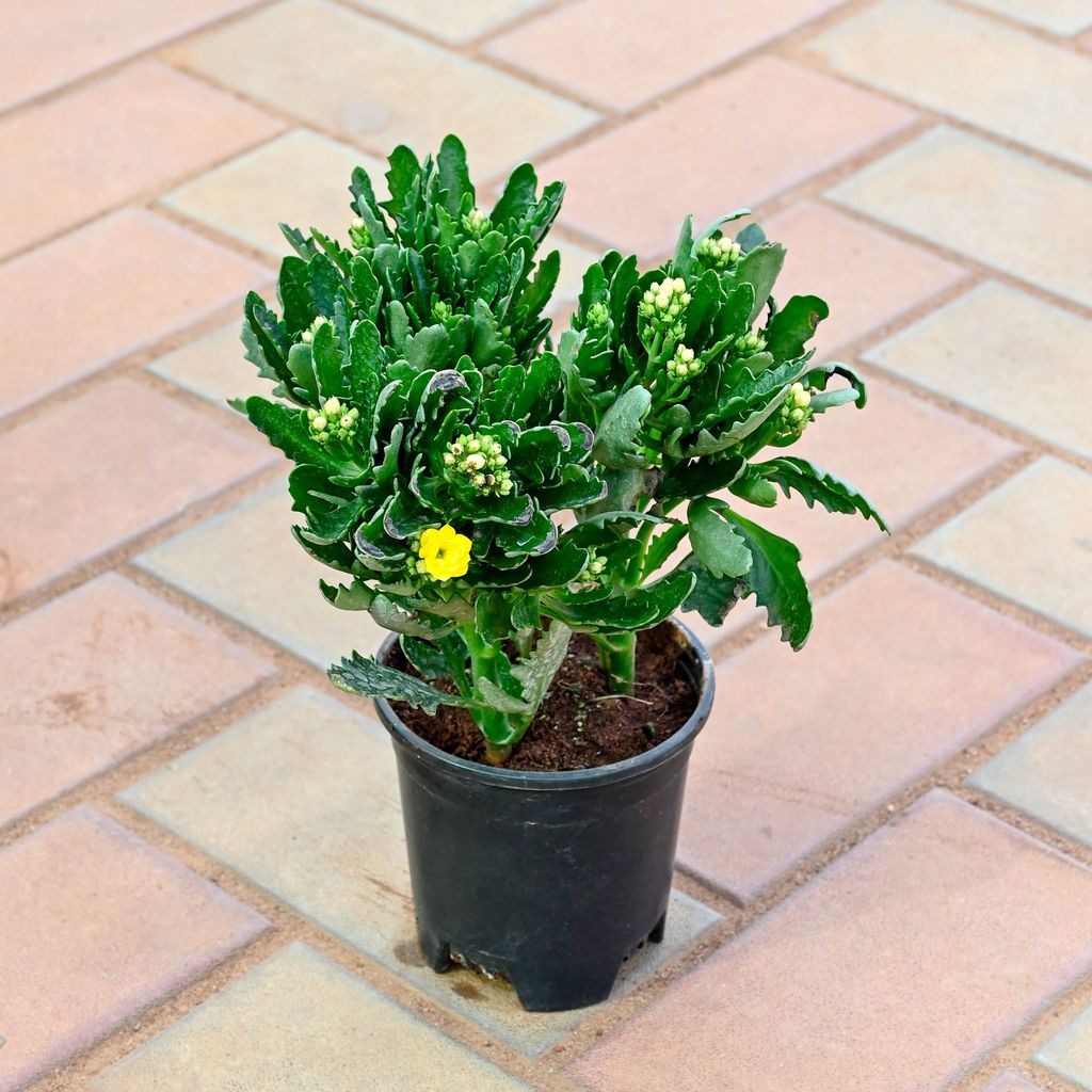 Patharchatta / Kalanchoe Pinnata Yellow in 6 Inch Nursery Pot