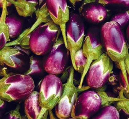 Buy Brinjal Chu Chu Seeds - Excellent Germination Online | Urvann.com