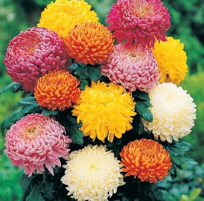 Buy Chrysanthemum Mixed Seeds - Excellent Germination Online | Urvann.com