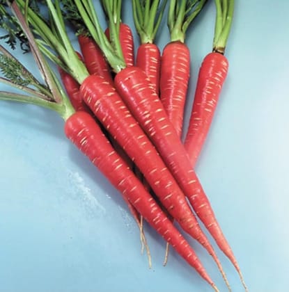 Buy Carrot Red Seeds - Excellent Germination Online | Urvann.com