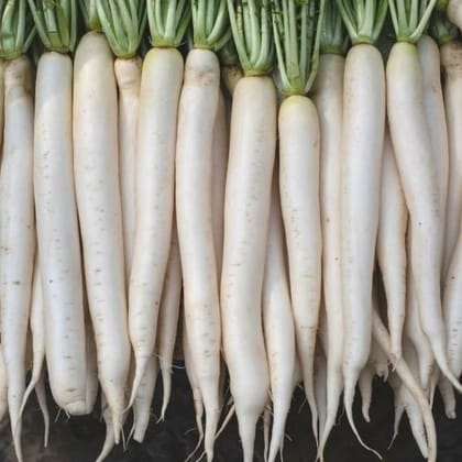 Buy Radish White Special Seeds - Excellent Germination Online | Urvann.com