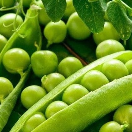 Buy Peas Seeds - Excellent Germination Online | Urvann.com