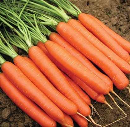 Buy Carrot Orange Seeds - Excellent Germination Online | Urvann.com