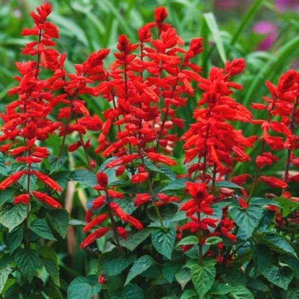 Free Gift - Salvia Seeds - Excellent Germination - Flash Sale