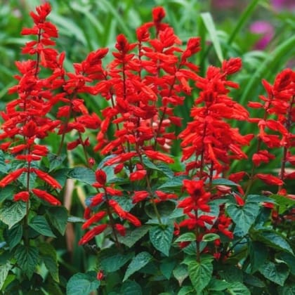 Buy Salvia Seeds - Excellent Germination Online | Urvann.com