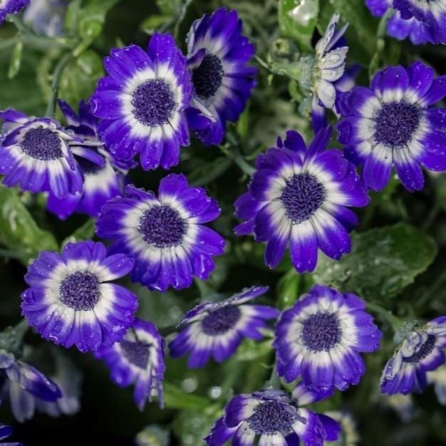 Cineraria Mixed Seeds - Excellent Germination