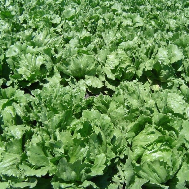 Lettuce Green Seeds - Excellent Germination