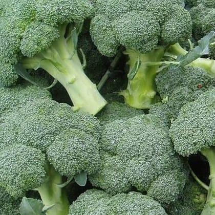 Buy Broccoli Seeds - Excellent Germination Online | Urvann.com