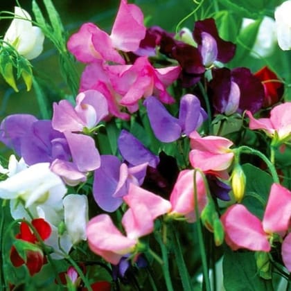 Buy Sweet Pea Seeds - Excellent Germination Online | Urvann.com