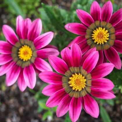 Buy Gazania Seeds - Excellent Germination Online | Urvann.com