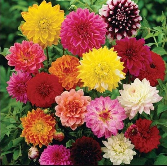 Dahlia Mixed Seeds - Excellent Germination