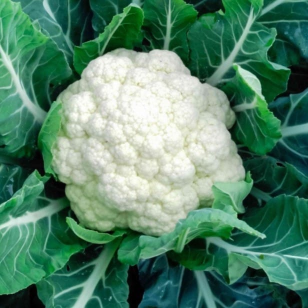 Cauliflower Seeds - Excellent Germination