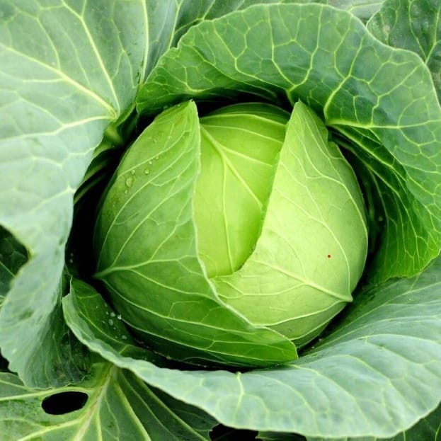 Cabbage Seeds - Excellent Germination