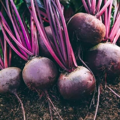 Buy Beetroot Seeds - Excellent Germination Online | Urvann.com