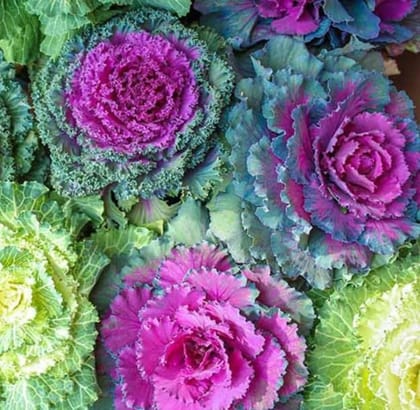 Buy Ornamental Kale Seeds - Excellent Germination Online | Urvann.com