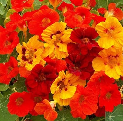 Buy Nasturtium Seeds - Excellent Germination Online | Urvann.com